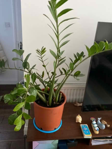 Photo of free Zamioculkas (Ub7 7pd) #1