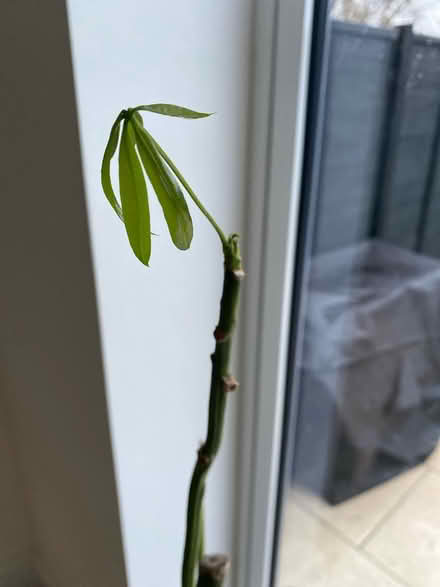 Photo of free Large houseplant needs tlc (West Didsbury Manchester M20) #2