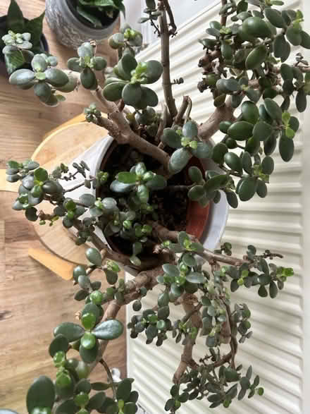 Photo of free Jade plant (BS36) #2