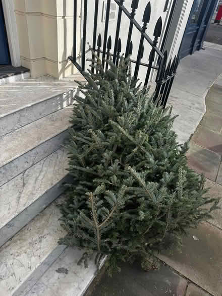 Photo of free Christmas Tree Giveaway (Chelsea SW3) #1