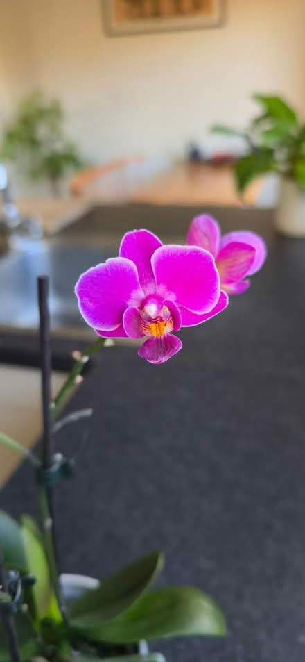 Photo of free Orchid (Ramsey) #1