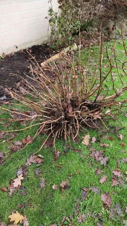 Photo of free Pink Hydrangea (Weston Park) #1