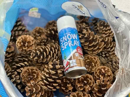 Photo of free Pine Cones (windsor-maidenhead-freegle CGA SL6) #1