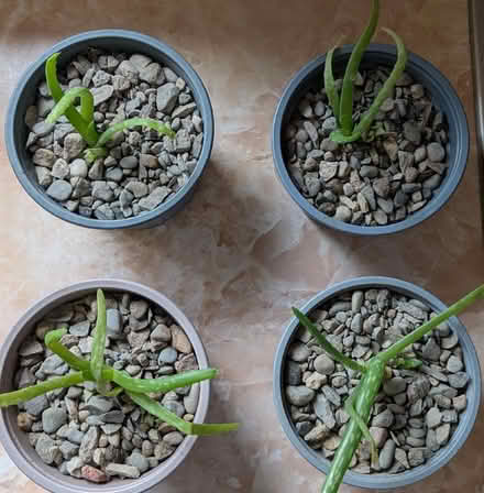 Photo of free 4 Small Aloe Vera Plants (Caldy Valley CH3) #1