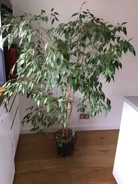 Photo of free Weeping fig (Prestbury GL52) #1
