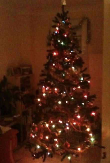 Photo of free Christmas Tree (Ingleby Barwick TS17) #3