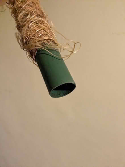 Photo of free 'Moss' pole for houseplants (Moseley, Birmingham, B13) #2