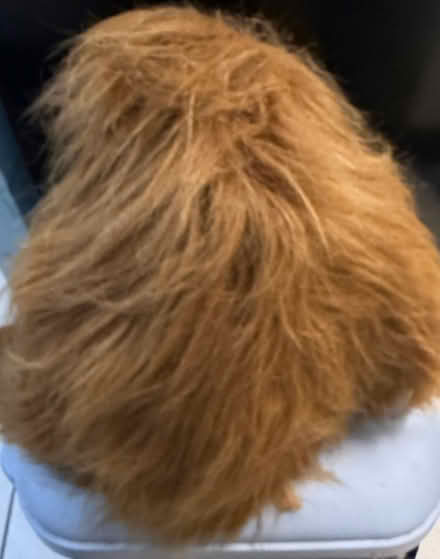 Photo of free Cuddly monkey toy (Westbury Wilts BA13) #2