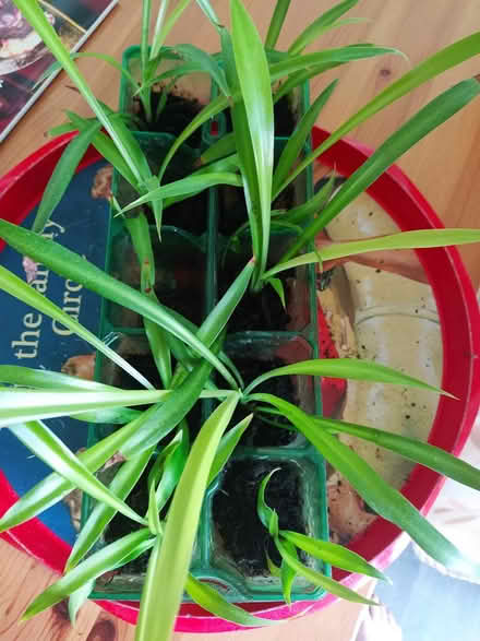 Photo of free Spider plant babies (Lichfield WS14) #1