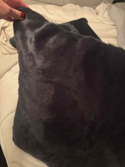 Photo of free Faux fur pillows (M2M 3K1) #3