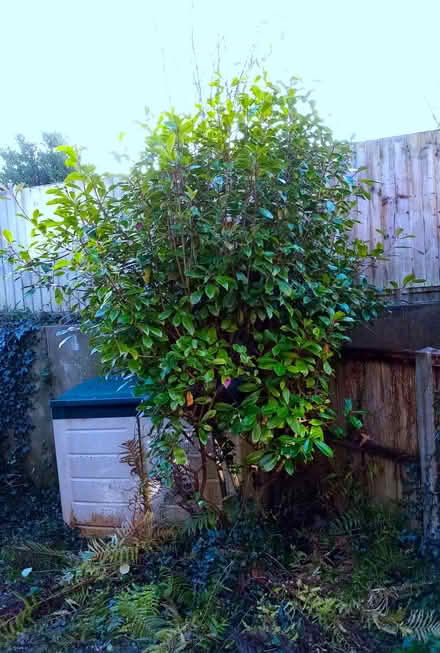 Photo of free Plants (Wickham PO17) #1