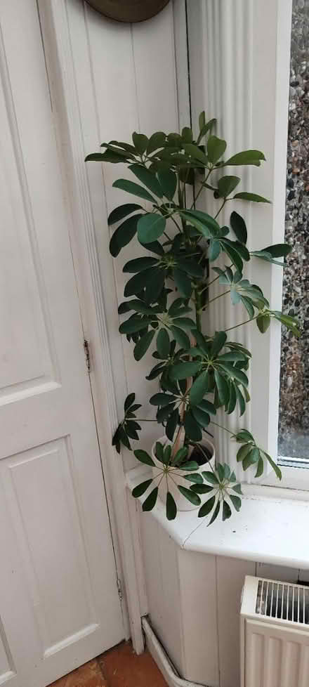 Photo of free house plants (Dublin 12) #1