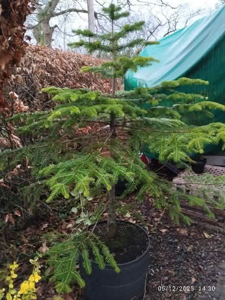 Photo of free Christmas tree (St Martins SY10) #1