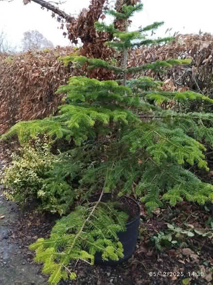 Photo of free Christmas tree (St Martins SY10) #2