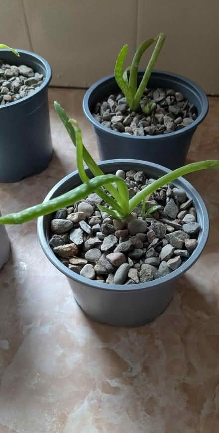 Photo of free 4 Small Aloe Vera Plants (Caldy Valley CH3) #3