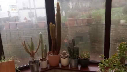 Photo of free Cacti x6 (Cranham Corner GL6) #1