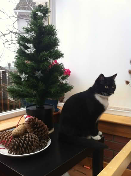 Photo of free Fibre optic Xmas tree (needs fixed) (Glasgow G44 Cathcart) #1