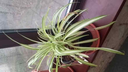 Photo of free Spider plant (Cranham Corner GL6) #1