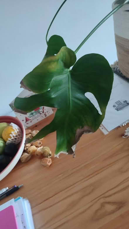 Photo of free Monstera plant (Lenham ME17) #3