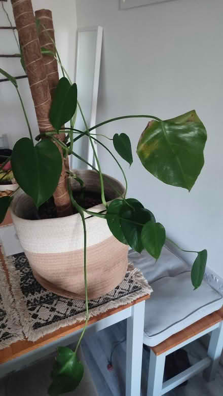 Photo of free Monstera plant (Lenham ME17) #2