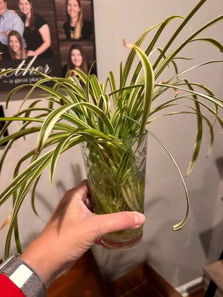 Photo of free Spider plant babies (Woodridge) #1