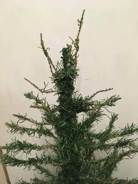 Photo of free Christmas tree (Slyfield GU1) #3