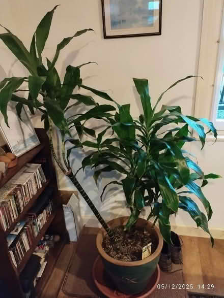 Photo of free Dracaena plant (St Martins SY10) #1