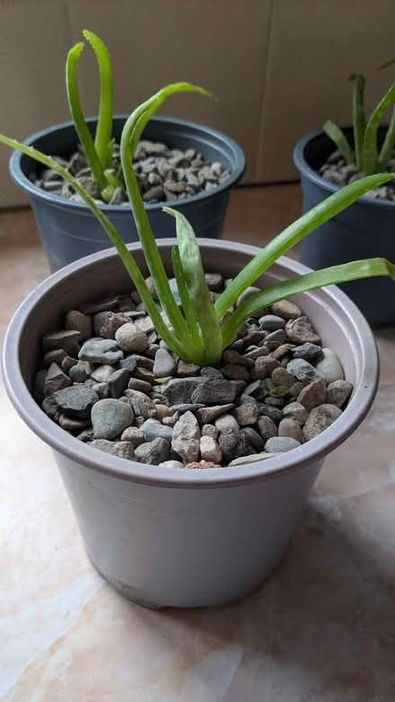 Photo of free 4 Small Aloe Vera Plants (Caldy Valley CH3) #2