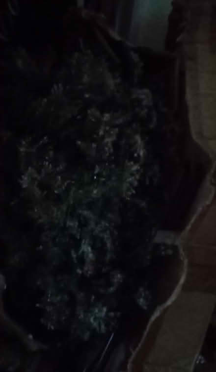 Photo of free Xmas tree (LU1) #1