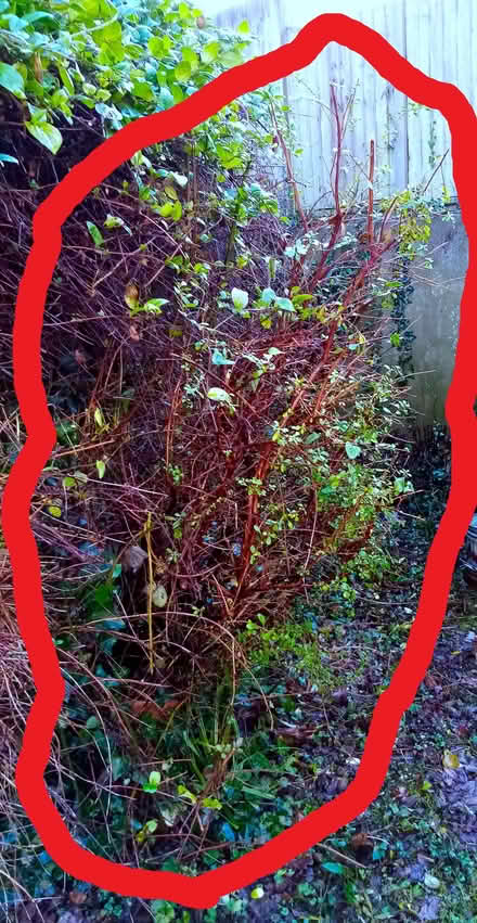 Photo of free Plants (Wickham PO17) #2