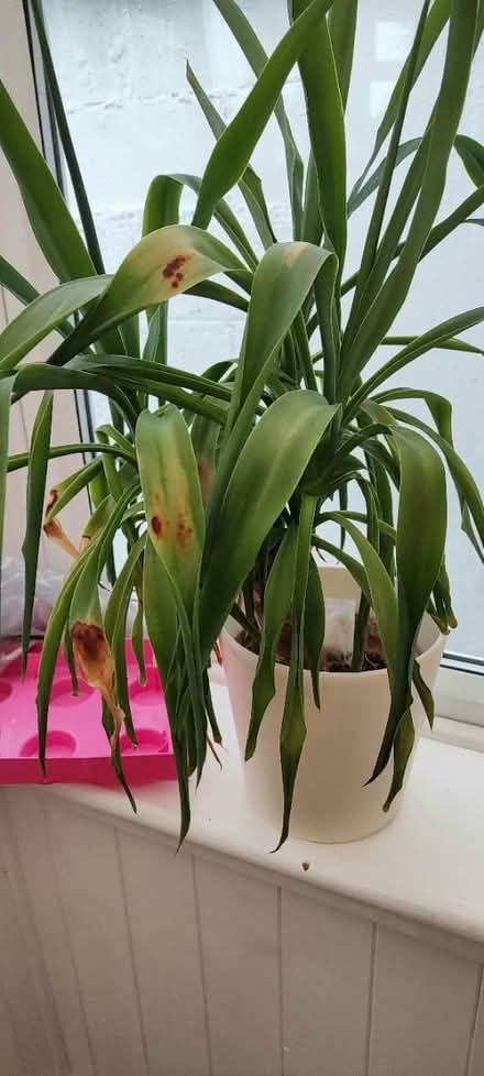 Photo of free house plants (Dublin 12) #3