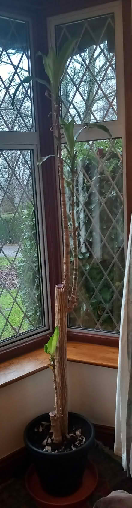 Photo of free Tall houseplant (Cranham Corner GL6) #1