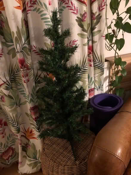 Photo of free Small Christmas tree (Bristol BS5) #2