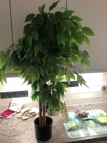 Photo of free Artificial Plant (Wistaston CW2) #1