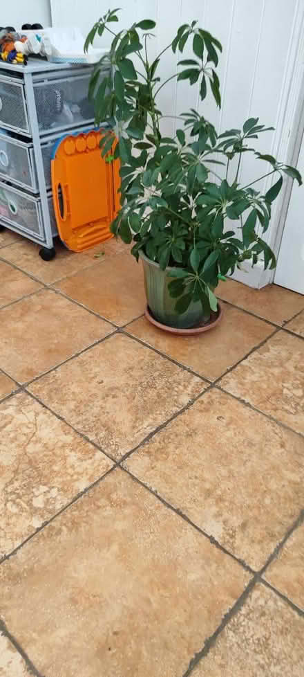 Photo of free house plants (Dublin 12) #2