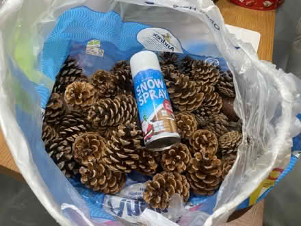 Photo of free Pine Cones (windsor-maidenhead-freegle CGA SL6) #2