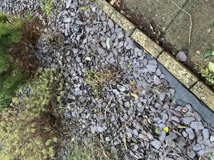 Photo of free Ground cover slate (Langney BN23) #1
