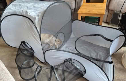 Photo of free Tent For Cats (Handforth SK9) #1