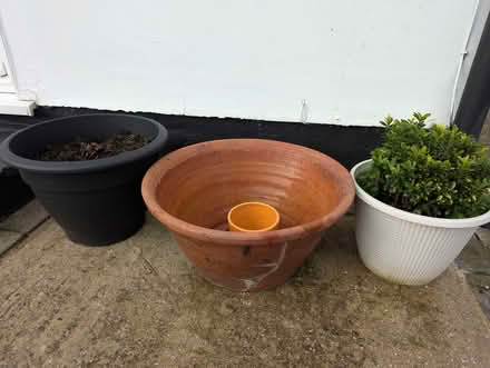 Photo of free Rhubarb crown, pots and pot trays (ME9) #2