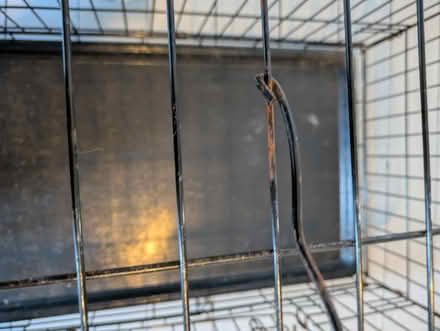 Photo of free Black metal dog crate (Hartington Road BN2) #3