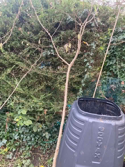 Photo of free Hazel branches with catkins (Upper Norwood SE19) #2