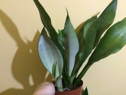 Photo of free Plants (Prescot L35) #1