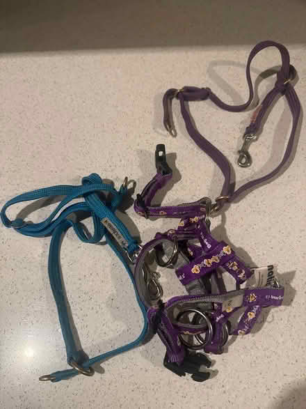 Photo of free Halti dog bridles (Coalpit Heath BS36) #1