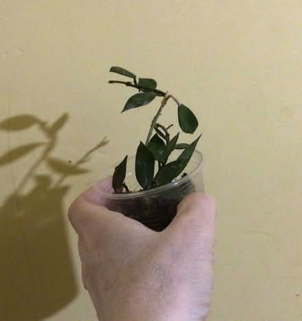 Photo of free Plants (Prescot L35) #4