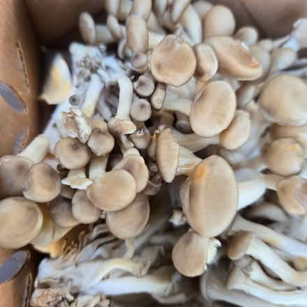 Photo of free Mushrooms - Variety (Chiquita Av MtnVw) #2