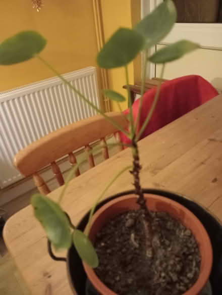 Photo of free House plants x two. (Larkhall) #2