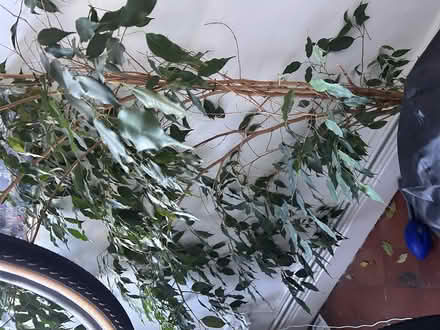 Photo of free Large potted house plant (Headington OX3) #2