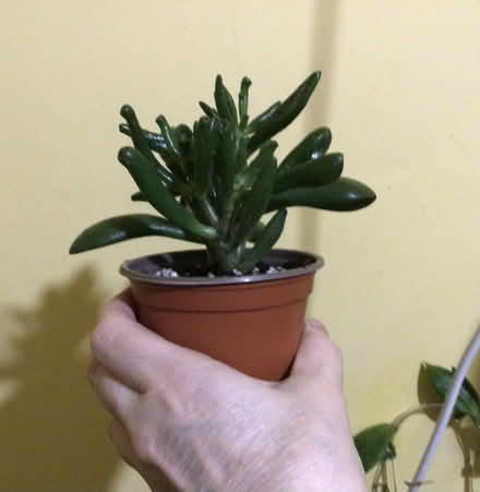 Photo of free Plants (Prescot L35) #2