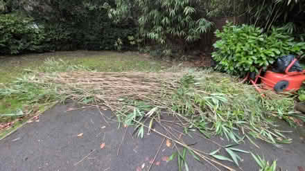 Photo of free Bamboo canes (Normandy, GU3) #1