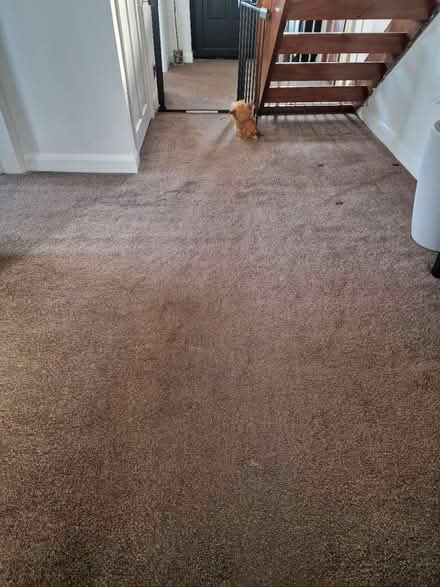 Photo of free Quality Carpet & Underlay (WF4) #1